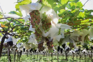 Adapar abre cadastro para mapear pomares de uva e prevenir deriva de agrotóxicos