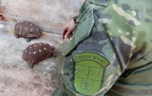 Polícia Ambiental de Umuarama apreende animais silvestres em cativeiro