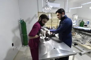 Parceria libera para a comunidade 200 castrações mensais gratuitas de cães e gatos