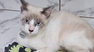 Tutor oferece recompensa para quem localizar gatinho desaparecido em Umuarama