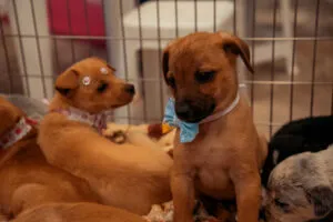 SAAU faz apelo urgente por doações de ração para cães e gatos em Umuarama