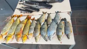Operação da Polícia Ambiental de Umuarama causa prejuízo de R$ 100 mil à pesca predatória