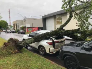 Árvore de grande porte cai sobre dois carros no centro de Umuarama