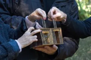 IAT atualiza regra e amplia espaços para soltura de animais resgatados no Paraná
