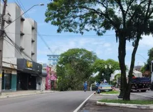 Temporal causa queda de árvore de grande porte no centro de Umuarama