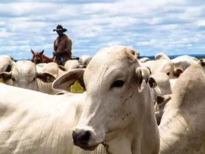 Expo Umuarama divulga agenda de leilões em momento favorável para investimentos no setor