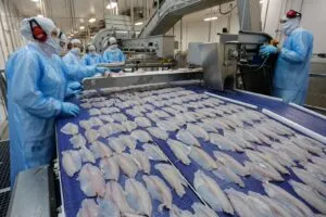 Tilápia fica mais barata na Quaresma de 2026 e favorece consumidores de Umuarama