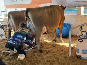 Dedicação e parceria garantem produção leiteira ativa em propriedade de Umuarama