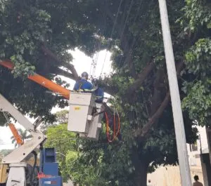 Copel e Prefeitura de Umuarama prorrogam mutirão de poda preventiva em árvores
